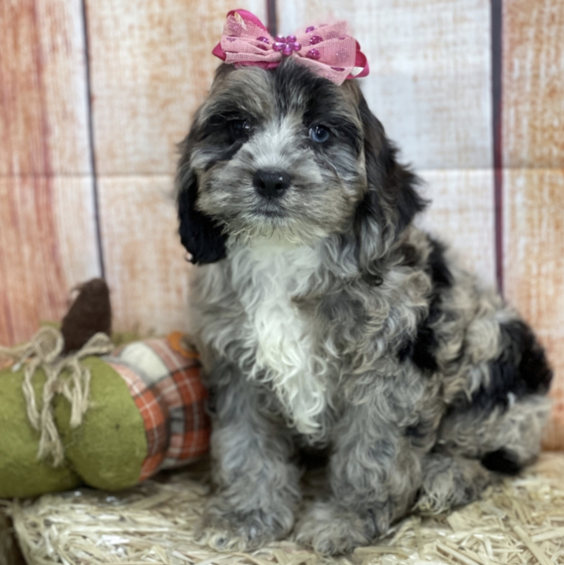 comprar cachorros sanos, baratos y asequibles para la venta